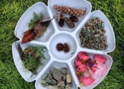 Collect and Sort: A Spring Nature Walk for Kids | WildTalesof.com