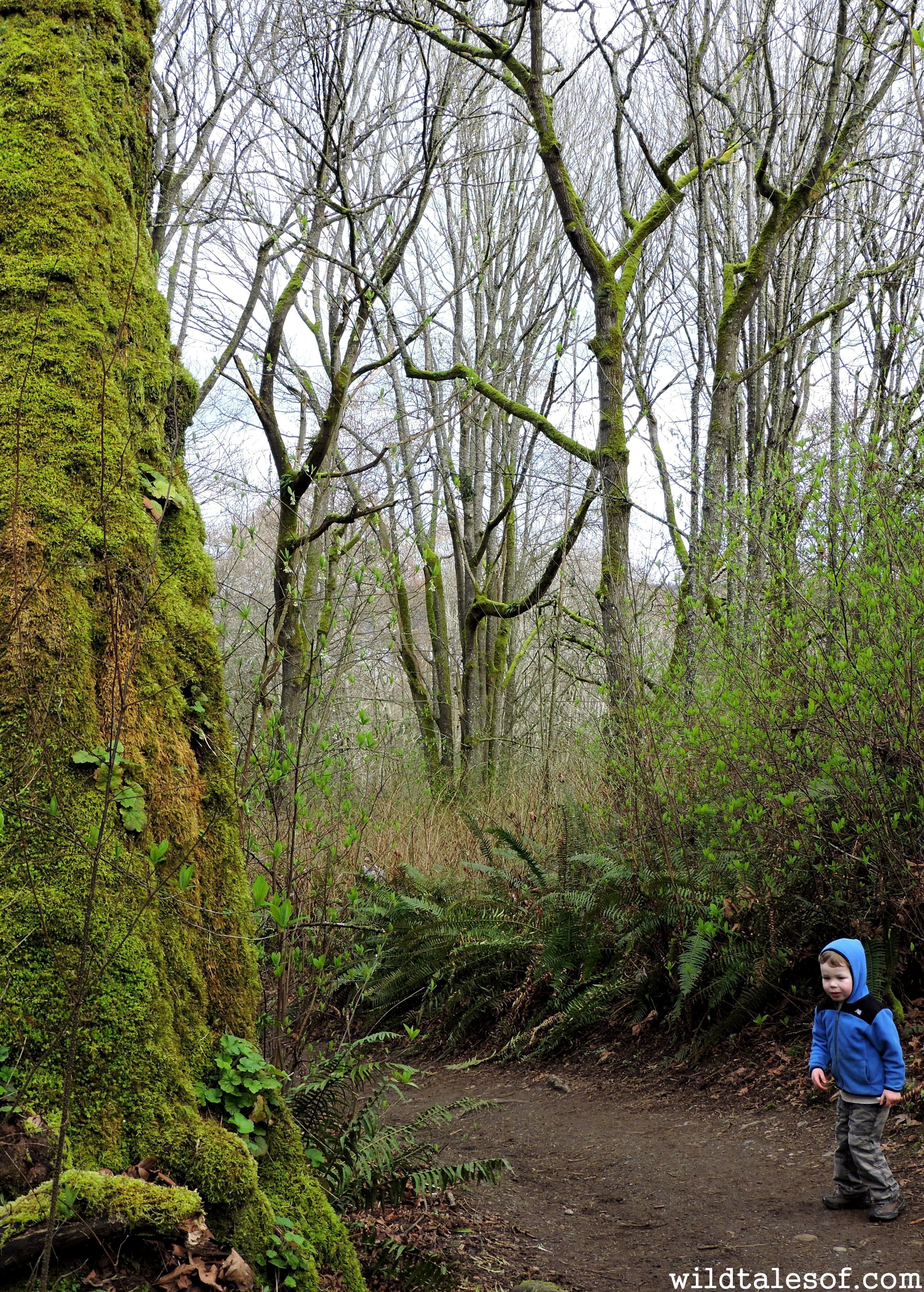 Preschool Hikes Discovering More In Seattle S Discovery Park