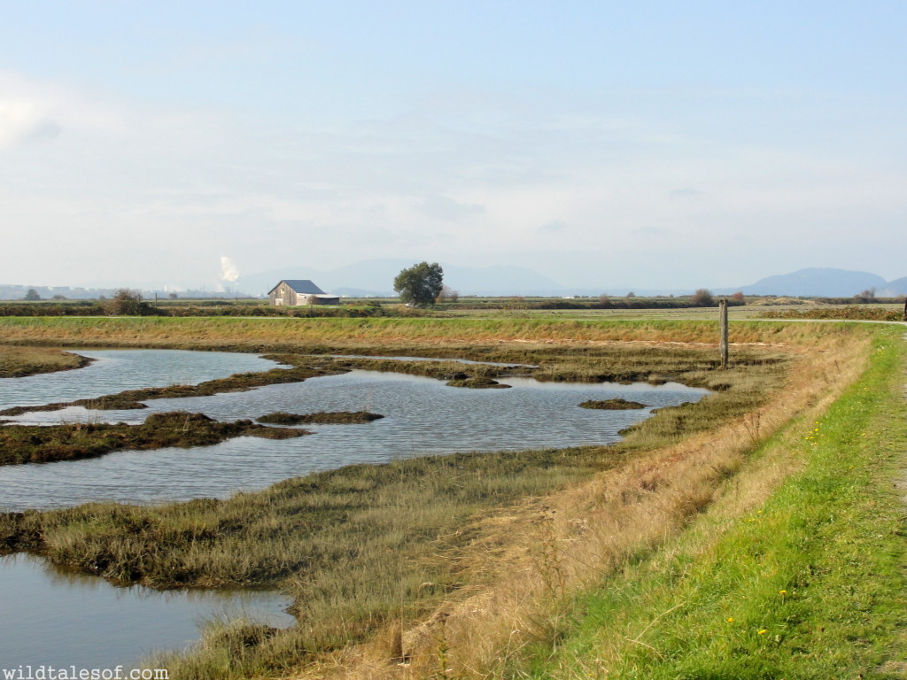 Bow-Edison, WA--A Washington State Destination for Families | WildTalesof.com