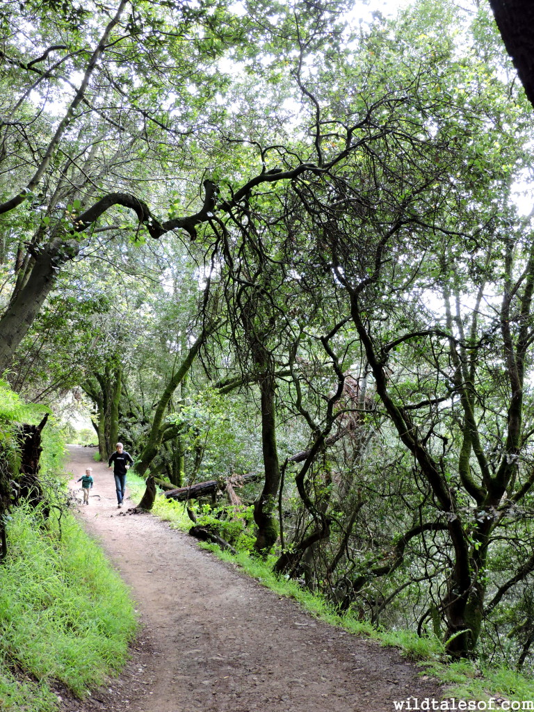 A Day in Oakland, CA with Kids | WildTalesof.com