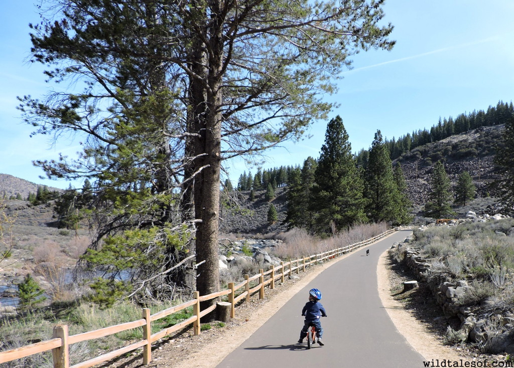 Toree's Stories: Birds of prey call Tahoe, Truckee home