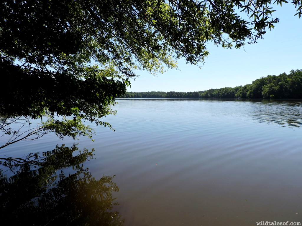 Managing Heat and Humidity Outdoors with Kids | WildTalesof.com