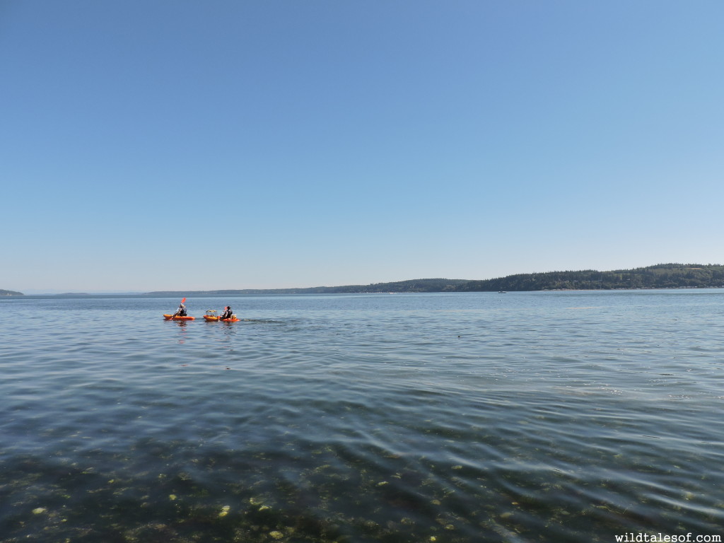 Camano Island, Washington | WildTalesof.com