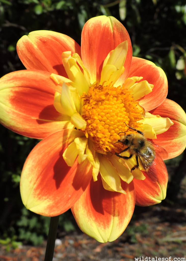 Seattle's Volunteer Park Dahlia Garden//2015 | WildTalesof.com