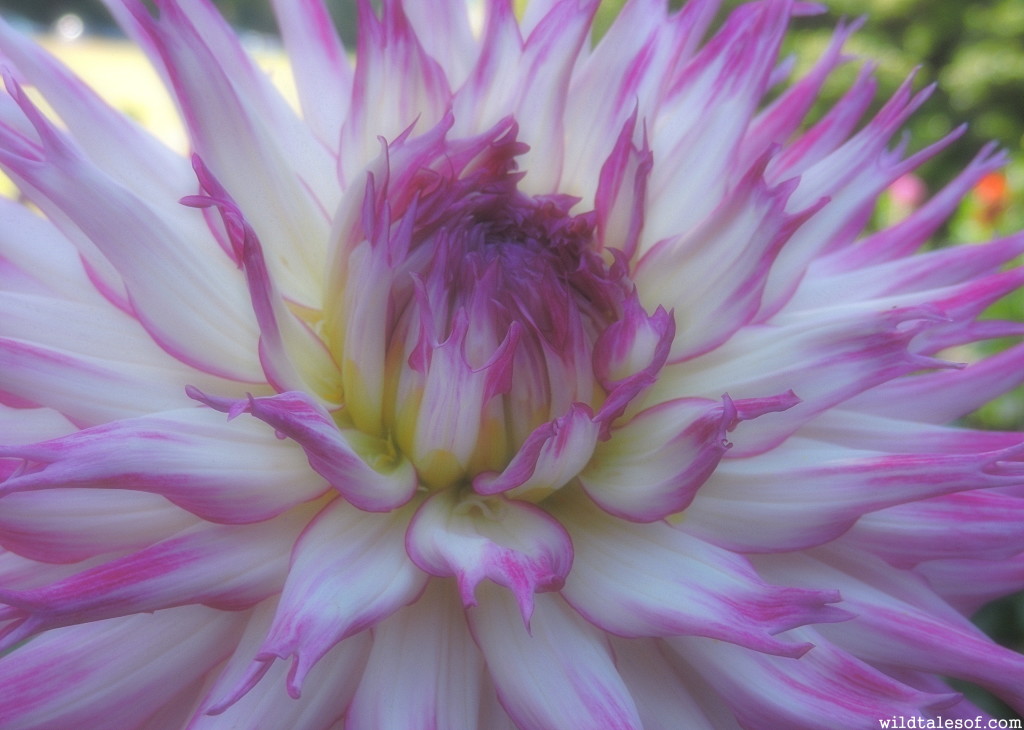 Seattle's Volunteer Park Dahlia Garden//2015 | WildTalesof.com