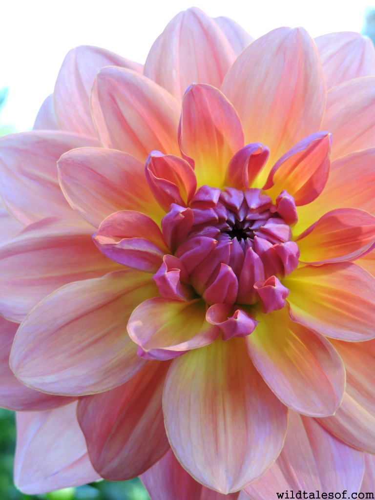 Seattle's Volunteer Park Dahlia Garden//2015 | WildTalesof.com