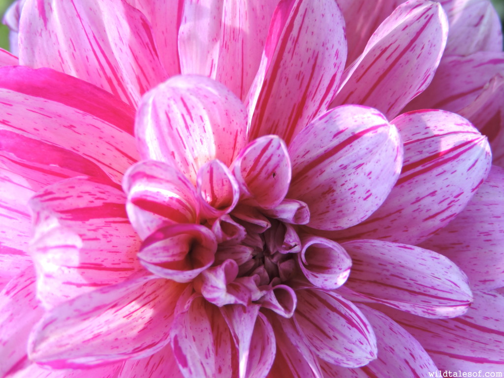 Seattle's Volunteer Park Dahlia Garden//2015 | WildTalesof.com