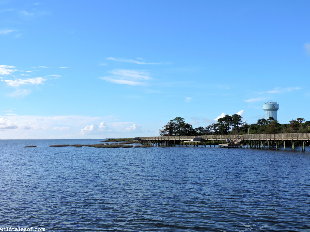 Boardwalk trail along Currituck Sound in Duck, NC | WildTalesof.com