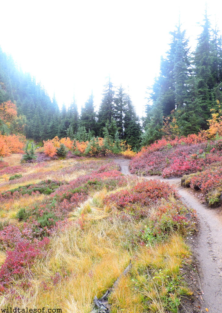 Lake Valhalla Trail--Central Cascades near Stevens Pass | WildTalesof.com