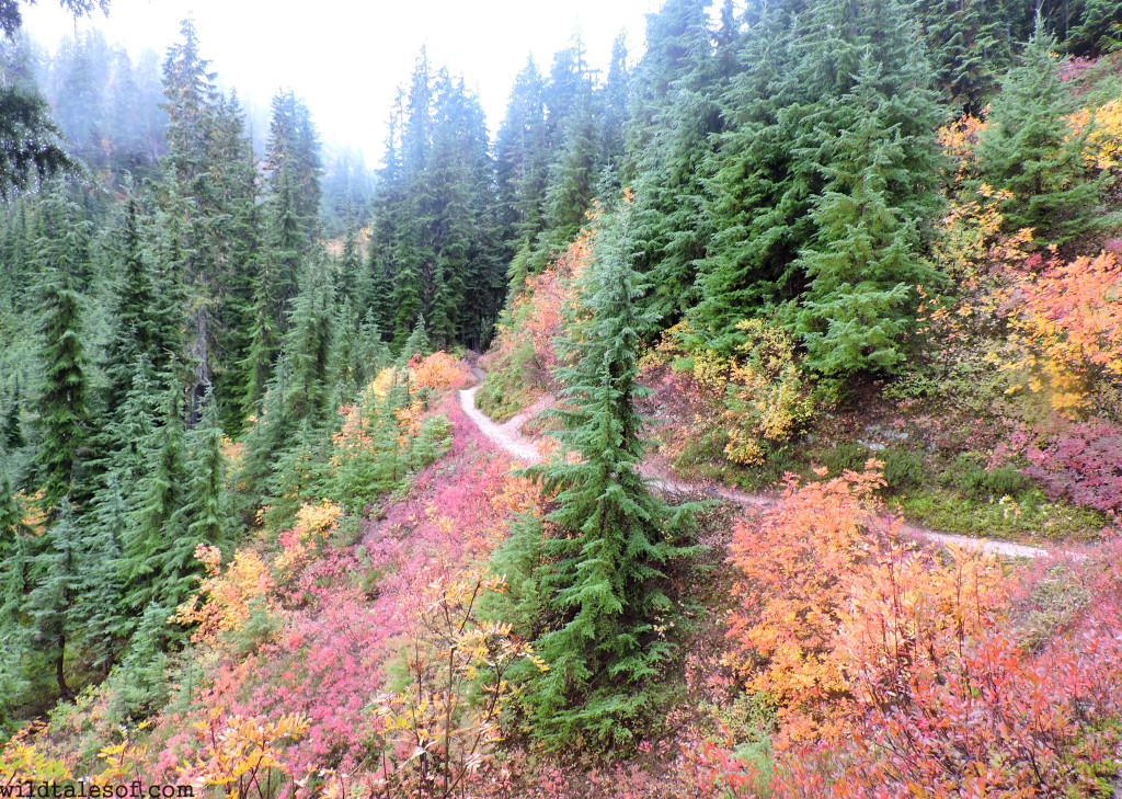 Lake Valhalla Trail--Central Cascades near Stevens Pass | WildTalesof.com