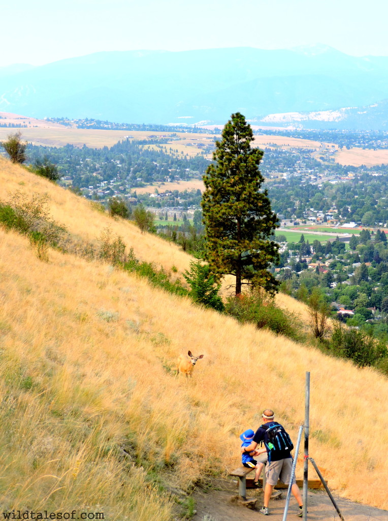 Deer on the M Trail--Missoula, Montana | WildTalesof.com