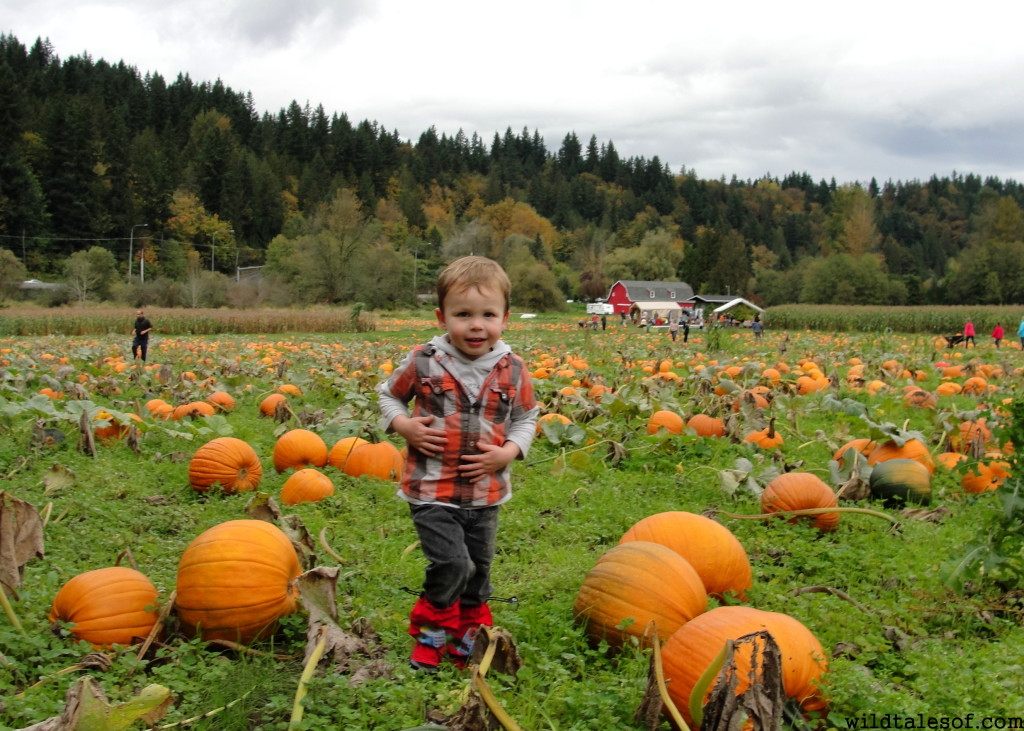 Serres Farm--Redmond, WA | WildTalesof.com