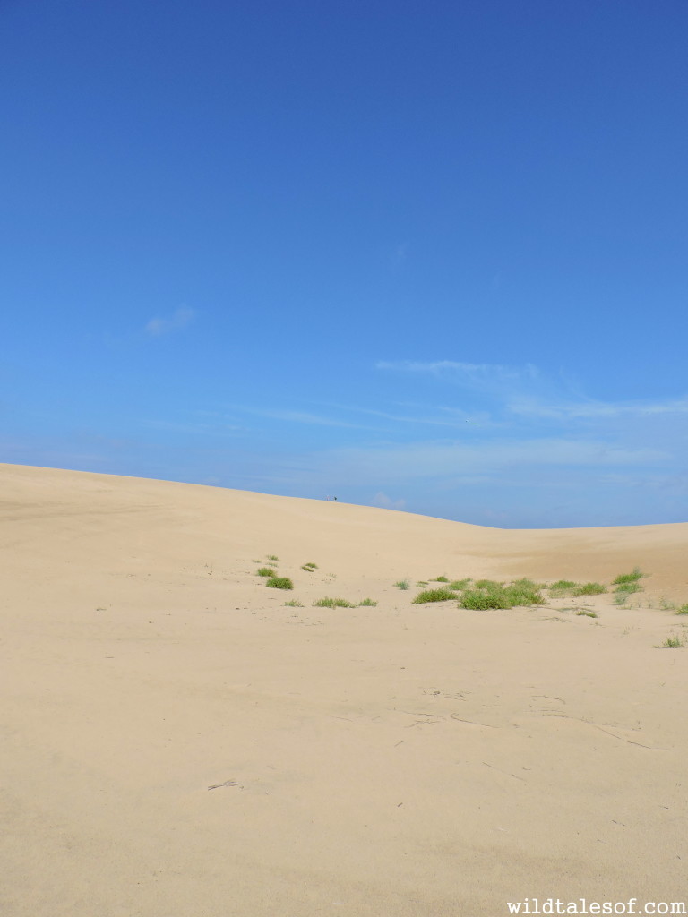 Visiting Jockey's Ridge State Park with Kids | WildTalesof.com