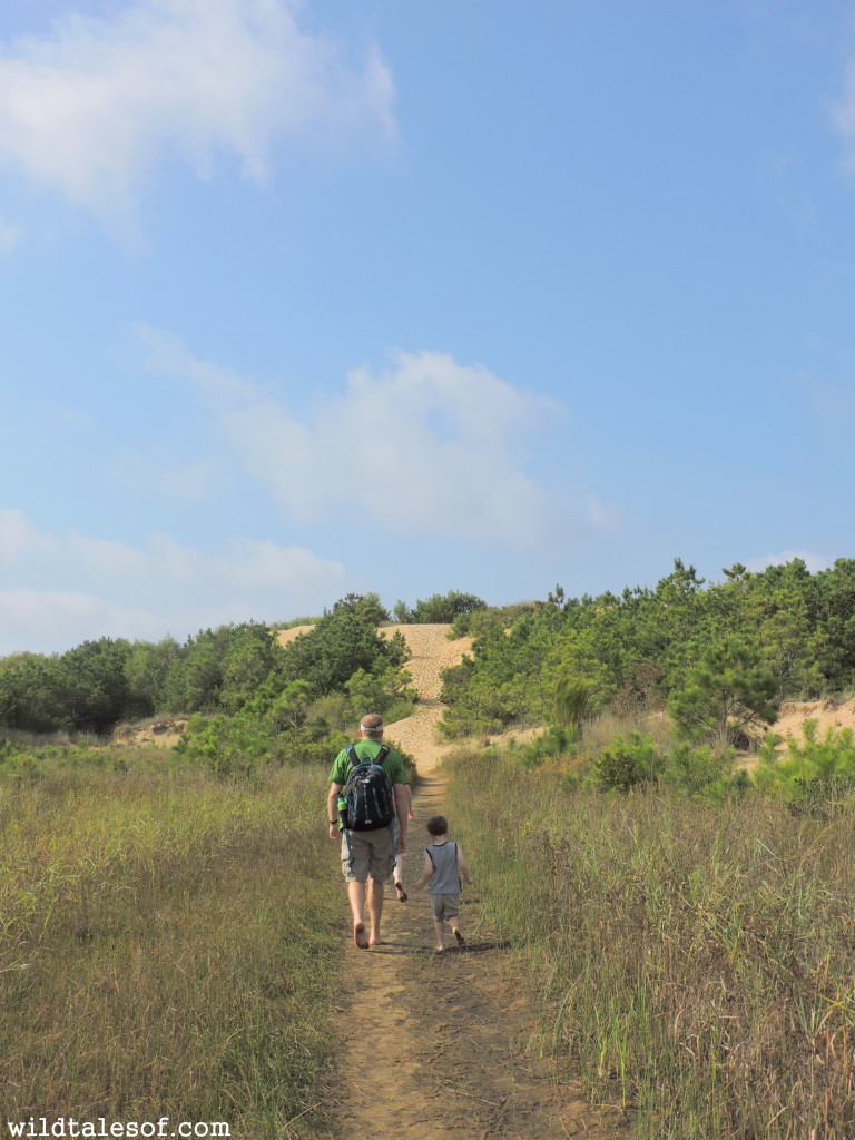 Visiting Jockey's Ridge State Park with Kids | WildTalesof.com