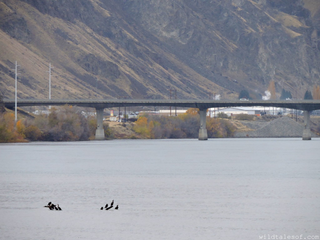 Visiting Wenatchee, Washington with Kids | WildTalesof.com