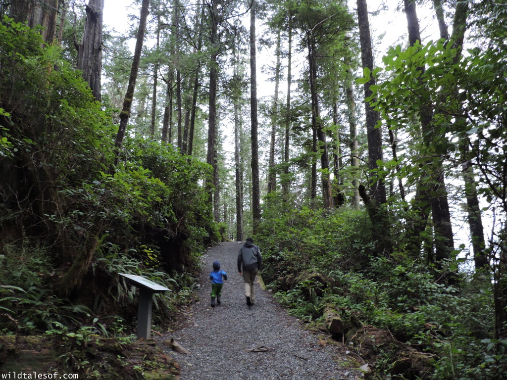 Vancouver Island Family Road Trip to Victoria & Tofino: 7-Day Itinerary | WildTalesof.com