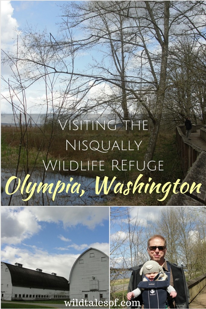 Visiting the Nisqually Wildlife Refuge: Olympia, Washington | WildTalesof.com