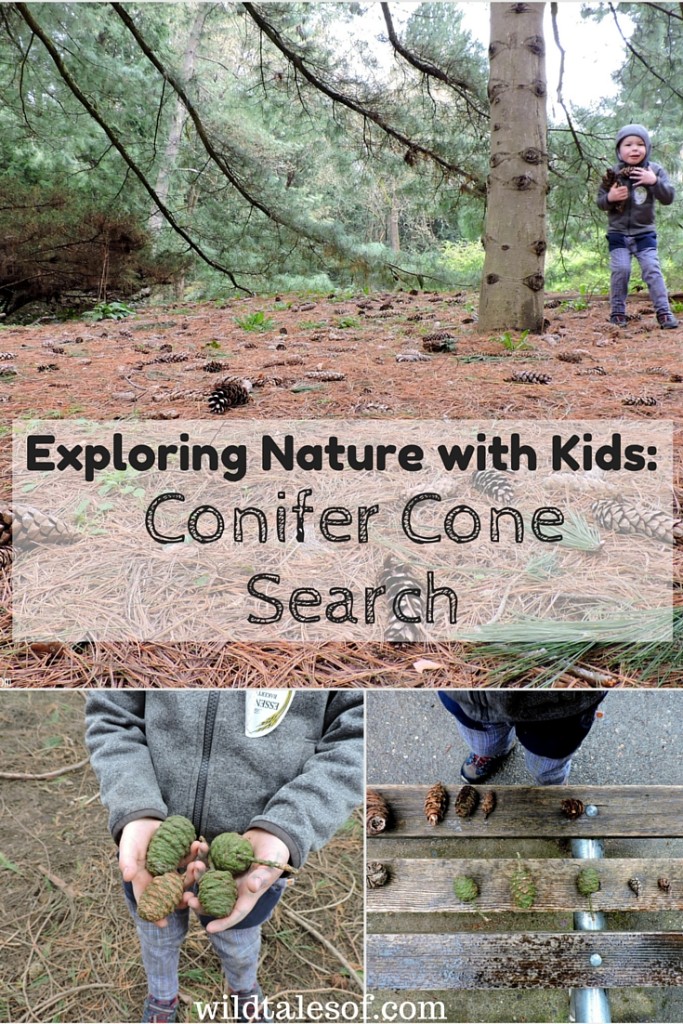 Exploring Nature with Kids: Conifer Cone Search | WildTalesof.com