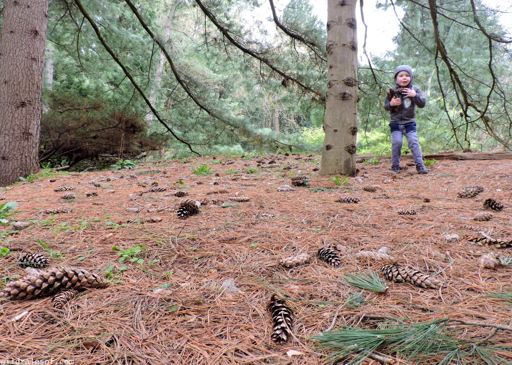 Exploring Nature with Kids: Conifer Cone Search
