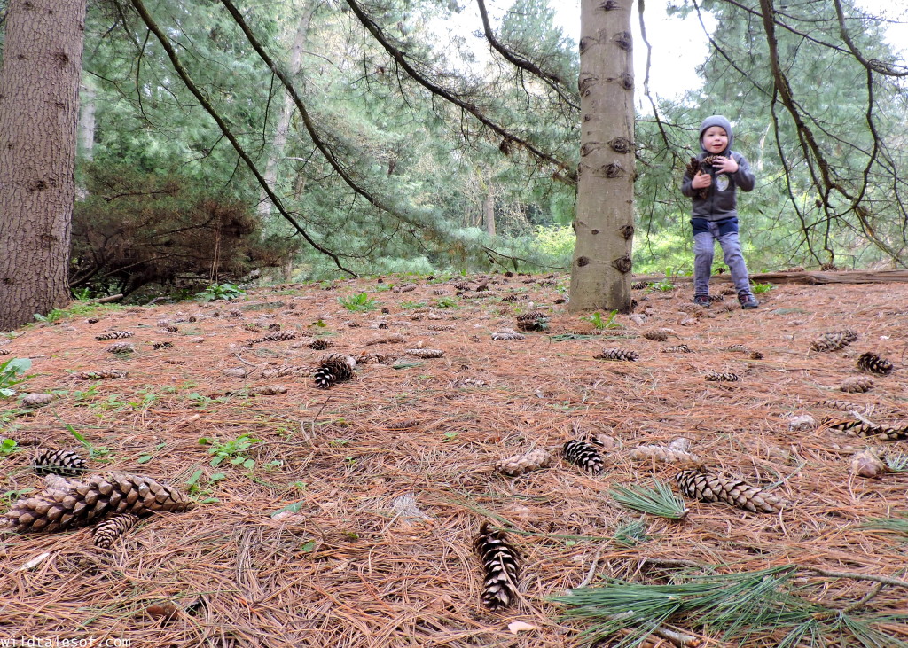 Exploring Nature with Kids: Conifer Cone Search 