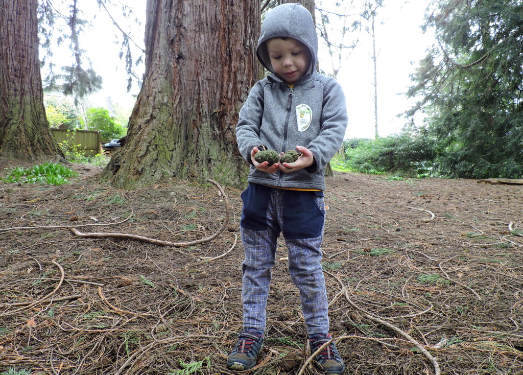 Exploring Nature with Kids: Conifer Cone Search