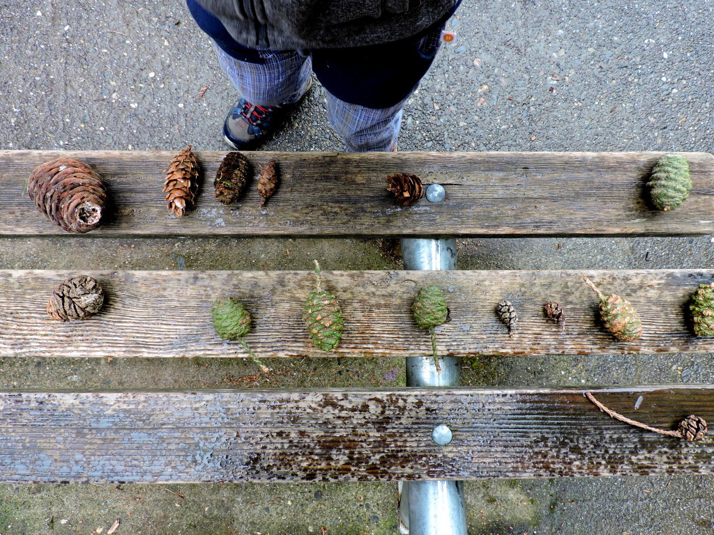 Exploring Nature with Kids: Conifer Cone Search | WildTalesof.com