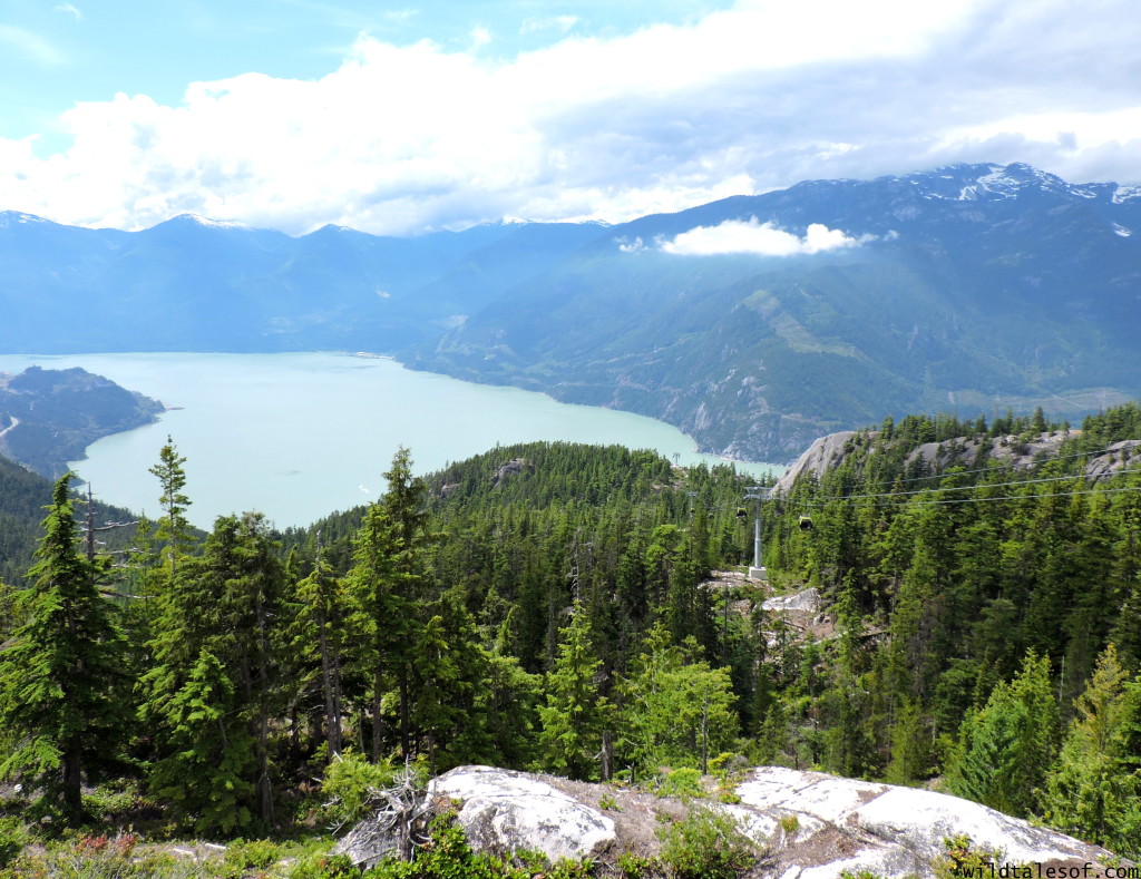 Family Travel Vlog: Sea to Sky Gondola with Kids | WildTalesof.com