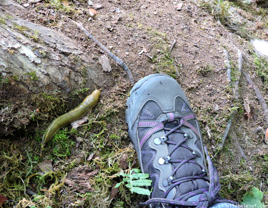 Women's Hiking Boot Review: V-Lite Altitude Pro Lite from Hi-Tec | WildTalesof.com