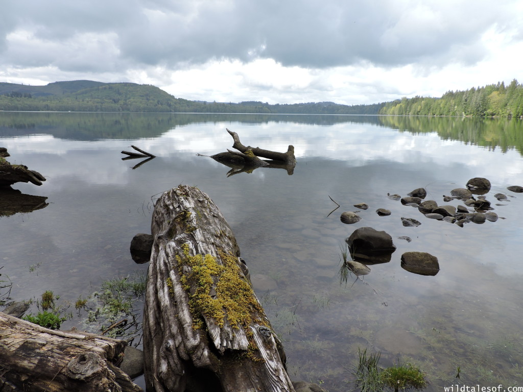 Ike Kinswa State Park in SW Washington State: Long Weekend Itinerary | WildTalesof.com