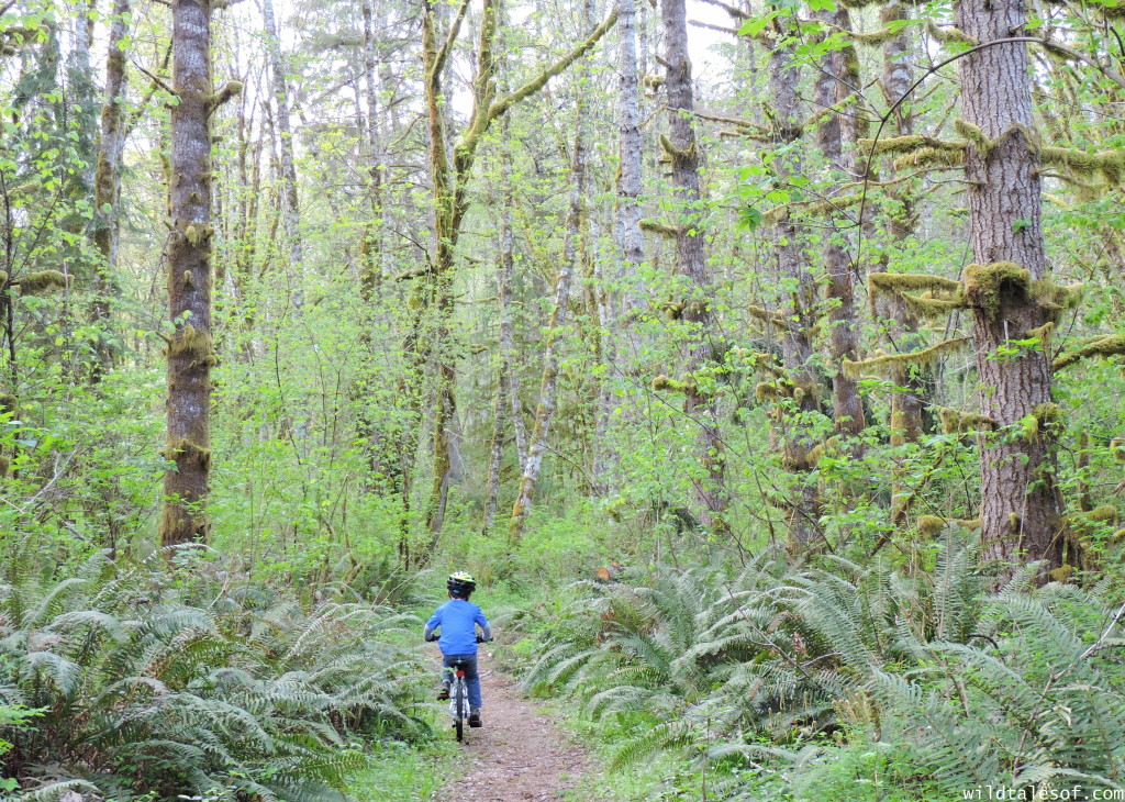 Ike Kinswa State Park in SW Washington State: Long Weekend Itinerary | WildTalesof.com