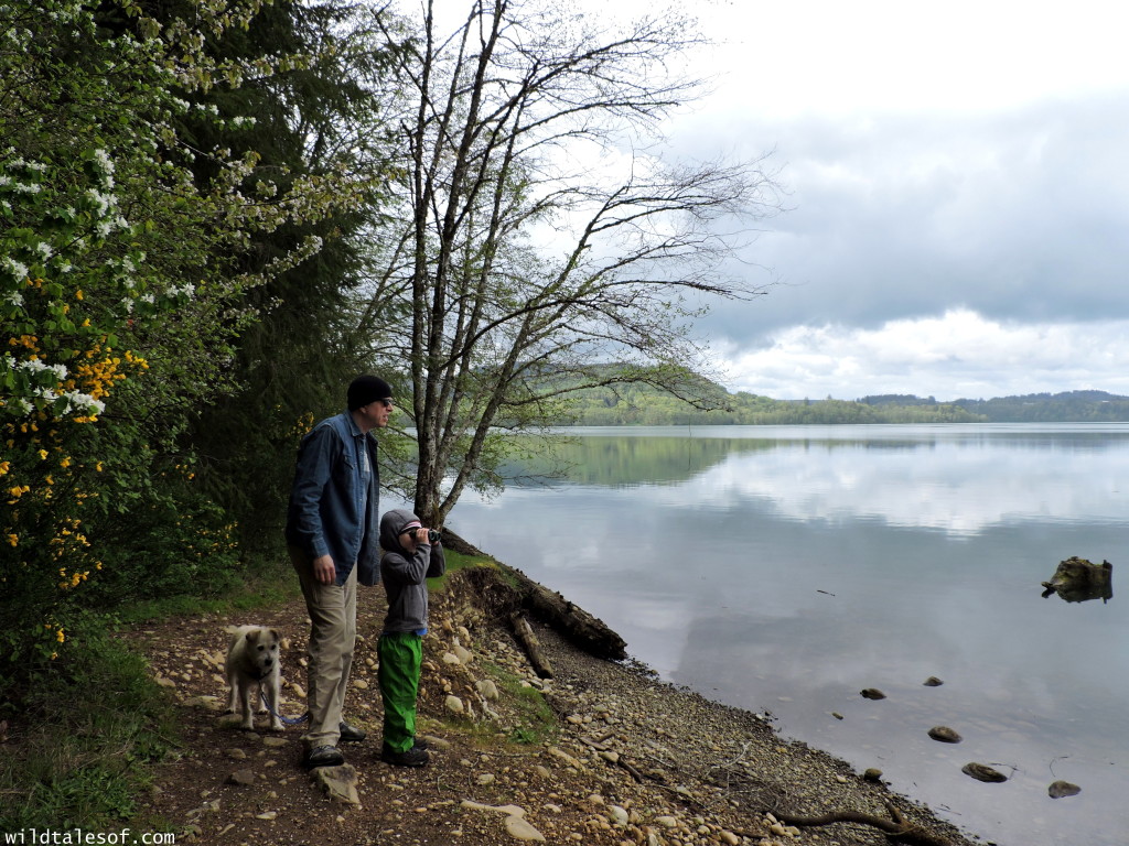 Ike Kinswa State Park in SW Washington State: Long Weekend Itinerary | WildTalesof.com