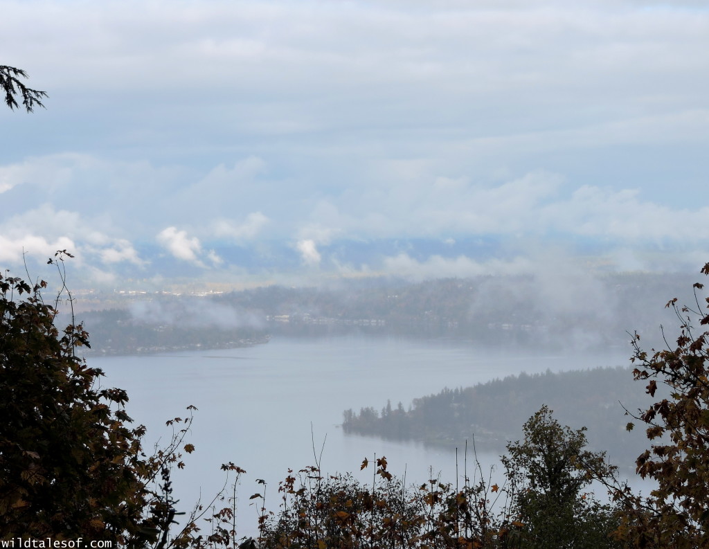 Hiking with Kids: Seattle Area Hikes with Viewpoints--Cougar Mountain's Million Dollar View | WildTalesof.com