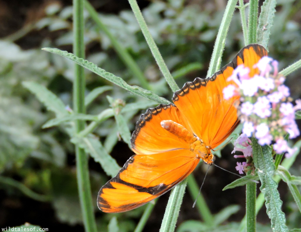 Molbacks Butterfly Garden-Woodland Park Zoo | WildTalesof.com