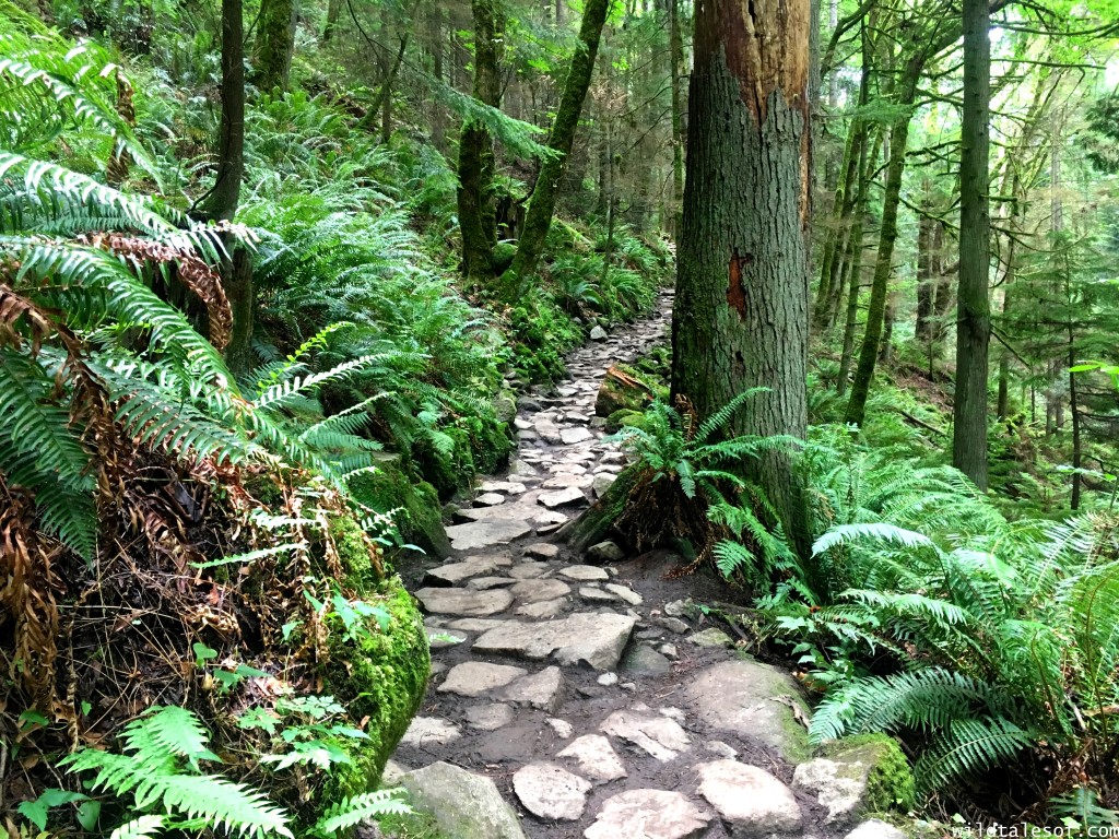 Hiking with Kids: Chirico Trail to Issaquah, WA’s Poo Poo Point | WildTalesof.com