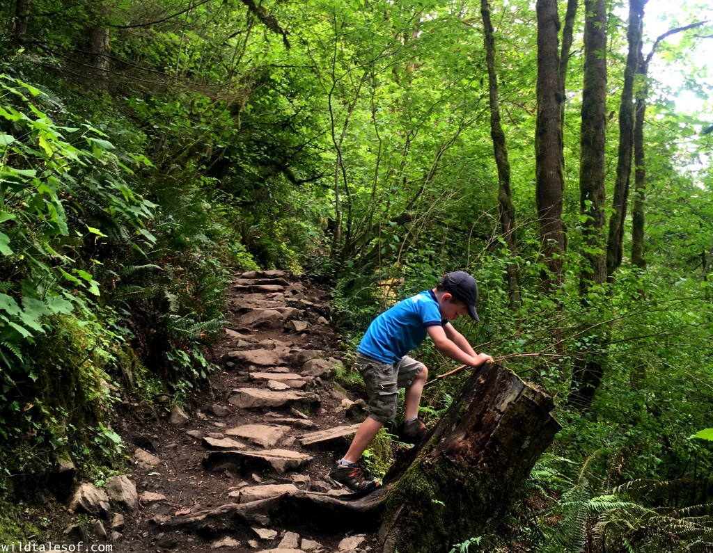 Hiking with Kids: Chirico Trail to Issaquah, WA’s Poo Poo Point | WildTalesof.com