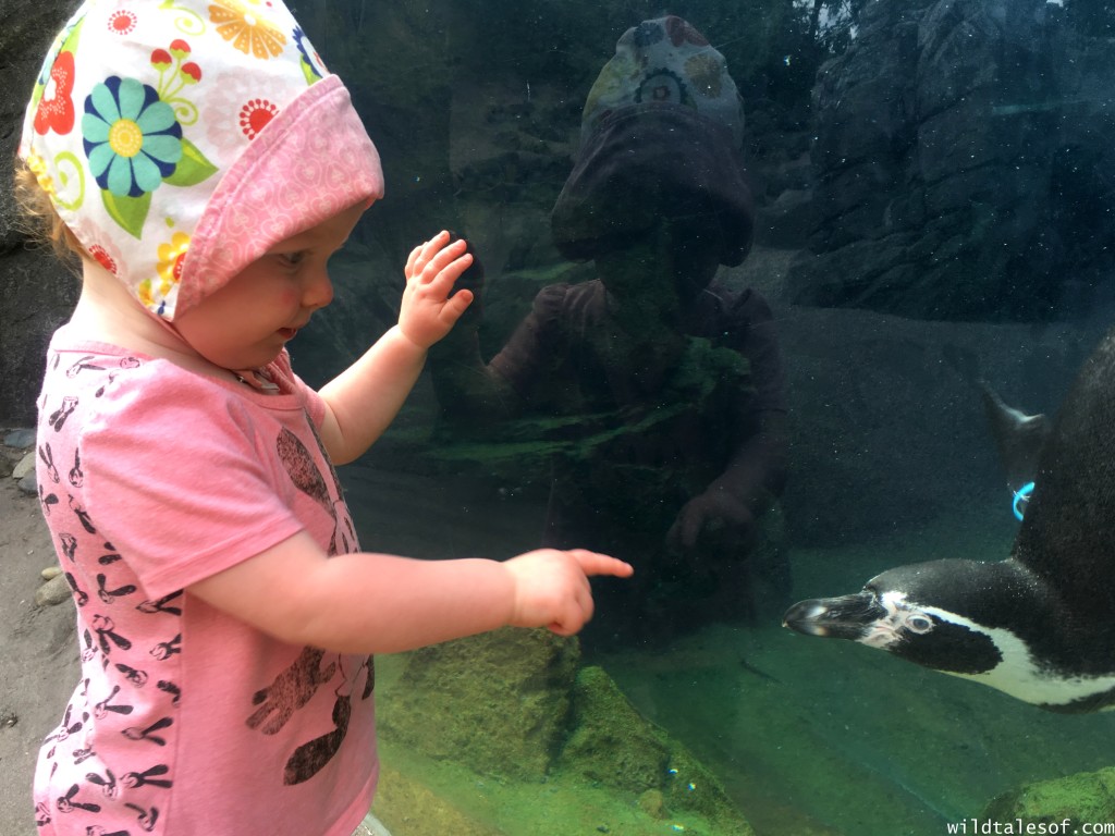 Woodland Park Zoo Penguins | WildTalesof.com