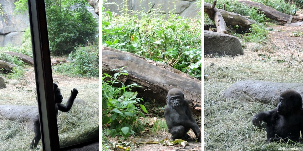 Yola, the Baby Gorilla at Woodland Park Zoo in Seattle | WildTalesof.com