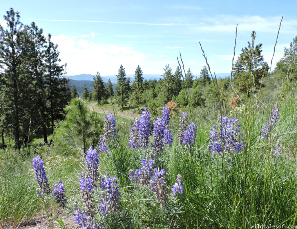 Lake Chelan, Washington: Things to do with Kids | WildTalesof.com