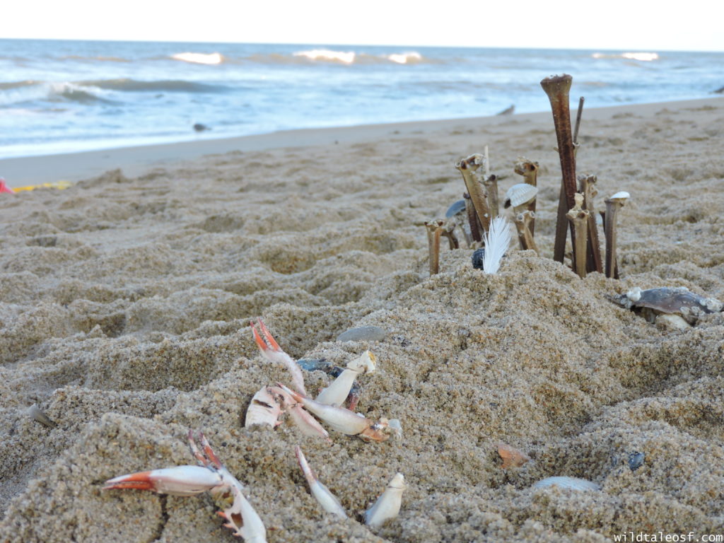 North Carolina's Outer Banks: 4-day Itinerary with Kids | WildTalesof.com