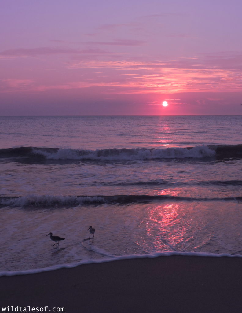 North Carolina's Outer Banks: 4-day Itinerary with Kids | WildTalesof.com