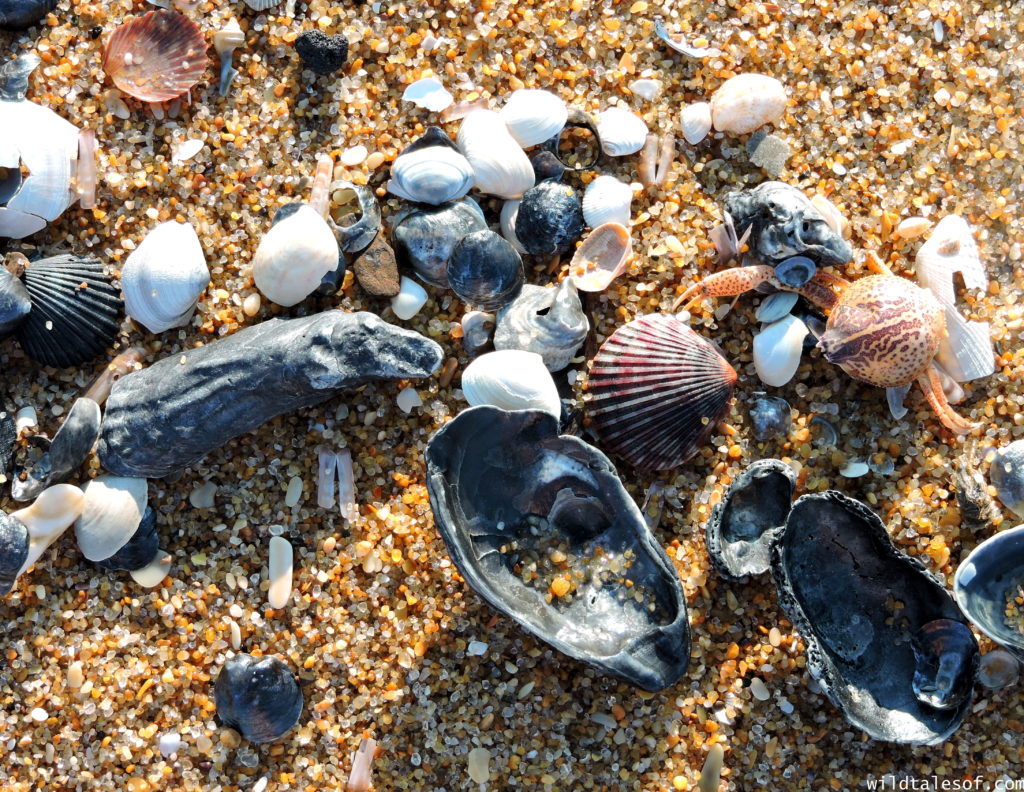 North Carolina's Outer Banks: 4-day Itinerary with Kids | WildTalesof.com