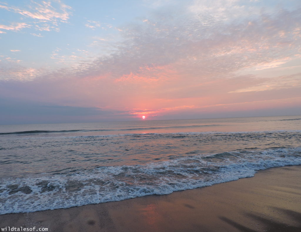 North Carolina's Outer Banks: 4-day Itinerary with Kids | WildTalesof.com