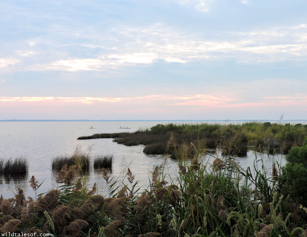 North Carolina's Outer Banks: 4-day Itinerary with Kids | WildTalesof.com