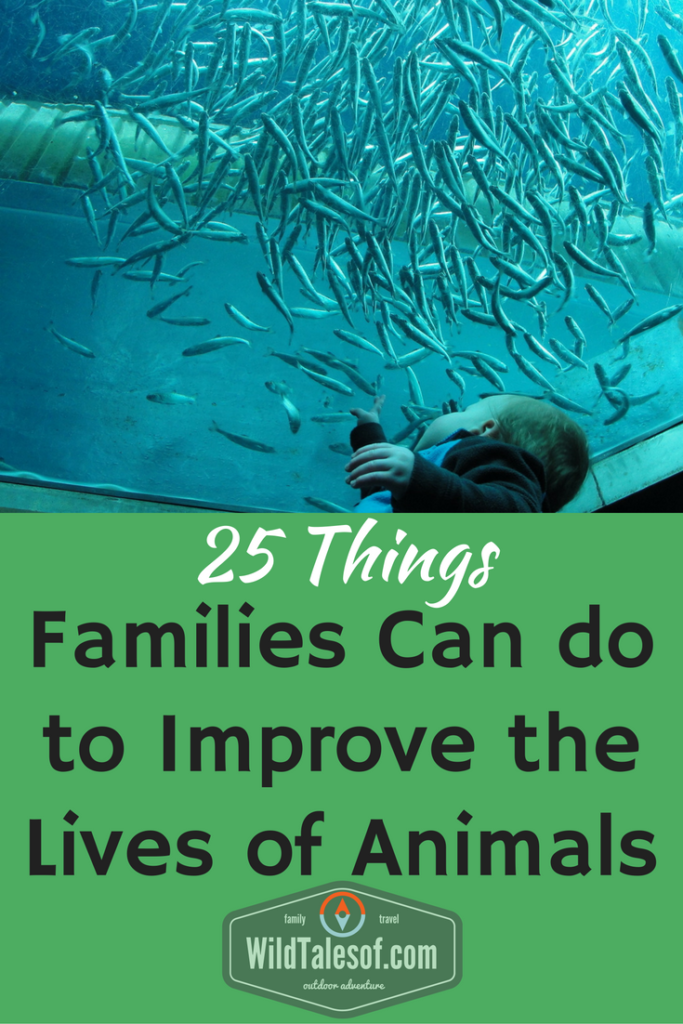 World Animal Day: 20 Things Families Can do to Improve the Lives of Animals | WildTalesof.com