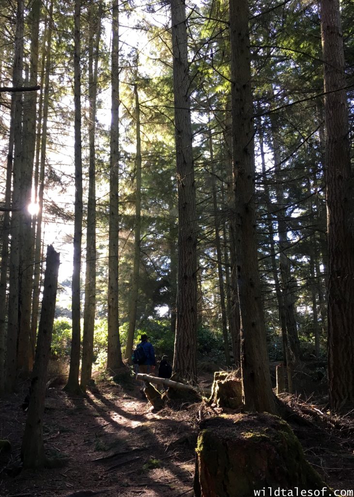 Fort Ebey State Park: Whidbey Island, Washington | WildTalesof.com