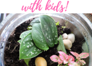 Nature-Based Projects: How to Make a Terrarium | WildTalesof.com