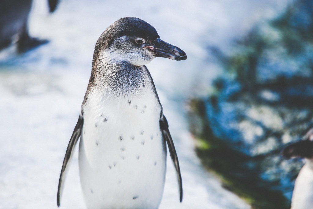 The Next Generation of Animal Responders: Teaching Kids How They Can Make a Difference for Wildlife | WildTalesof.com