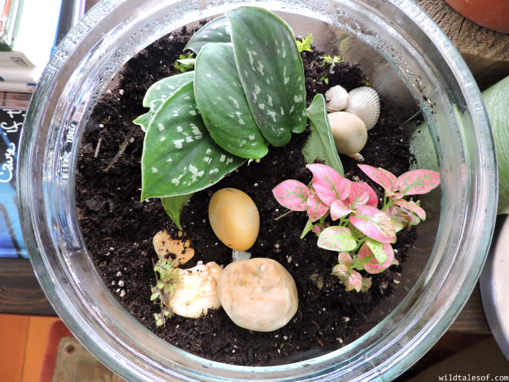 Nature-Based Projects: How to Make a Terrarium | WildTalesof.com