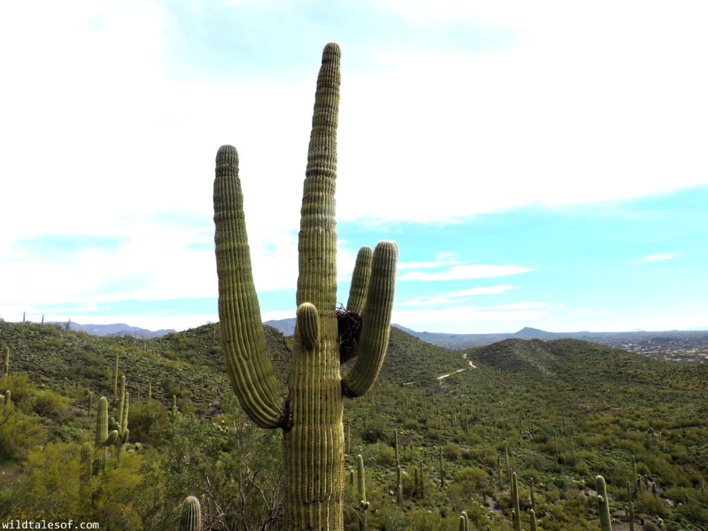 Hiking with Kids: Cave Creek Regional Park near Phoenix, AZ | WildTalesof.com