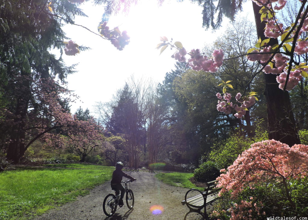 Biking with Kids: 6 Tips for Helping Kids Learn to Change Gears | WildTalesof.com